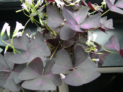 Oxalis in bloom