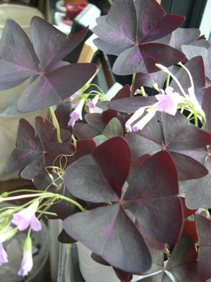 Oxalis in bloom